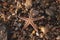 Brown starfish on a sand beach