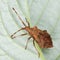 Brown stink bug sitting on a leaf