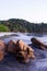 Brown stones on tropical sand beach at dusk