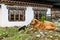 Brown stray dog resting on the floor near a building in a Bhutanese village