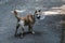 The brown stray dog walking on street wearing special plastic bandage.