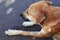 Brown stray dogs relaxing on road