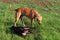 Brown stray dogs searching for food on road