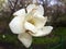 Brown streaks appeared on the white magnolia flower