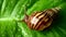 Brown stripe shell snail moving slowly on the vibrant green leaf with water droplets after the rain