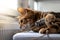 Brown striped Bengal cat plays with toy mouse