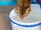 Brown striped cat greedily drinks water from bucket_
