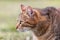 A brown striped cat is looking carefully at something in the green grass in the summer, looking for prey