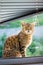 Brown striped cat sits on window sill and wants to enter room.