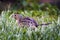 Brown striped chipmunk in the grass