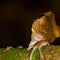 Brown-striped Tree Frog