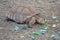 Brown striped turtle