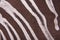 Brown striped zebra fur imitation, background