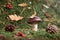 Brown Suillus mushroom in the forest