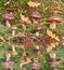 A brown Suillus mushroom in the forest