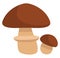 Brown suillus mushroom, icon icon