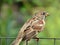 Brown Summer Bird Perched on a Fence