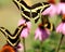 Brown Swallowtail Butterfly Ontario Canada