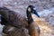 Brown swan close-up