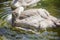 Brown swan drinking water from a pond