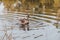 Brown swan swimming on a pond