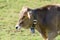 Brown Swiss breed cow grazing on Alpine slopes