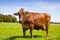 Brown Swiss Cow