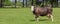 Brown Swiss cow in a dutch landscape