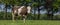 Brown Swiss cow in a dutch landscape