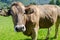 Brown swiss cow on green meadow with Alpine mountains background