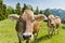 Brown swiss cows