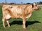 A Brown Swiss cross Guernsey Dairy Cow
