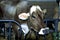 Brown Swiss Dairy Cow  23906