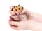 Brown Syrian hamster with filled cheeks in hands isolated