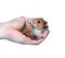 Brown Syrian hamster in hand isolated