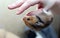 Brown Syrian hamster is hanging on a female hand upside down