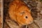 Brown Syrian hamster, Mesocricetus auratus
