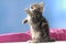 Brown tabby British shorthair kitten stand up