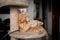 Brown tabby cat bites and plays with a fur ball on a scratching tower