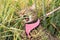 Brown tabby cat chewing on a yucca plant leaf