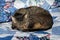 Brown tabby cat curled up and asleep