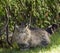 Brown tabby cat in the garden, siberian purebred male