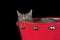 Brown tabby cat in holiday Christmas basket with jingle bells isolated on black looking at camera