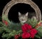 Brown tabby cat isolated on black looking through holiday Christmas looking at camera
