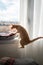 Brown tabby cat jumps into a hammock by the window.