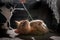 Brown tabby cat lying on the carpet illuminated by the light coming through the window, catches a strand of wool with its paws