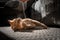 brown tabby cat lying on the carpet lit by the light coming through the window, playing with a strand of wool.2