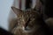 Brown tabby cat near a window