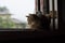 Brown tabby cat near a window