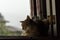 Brown tabby cat near a window